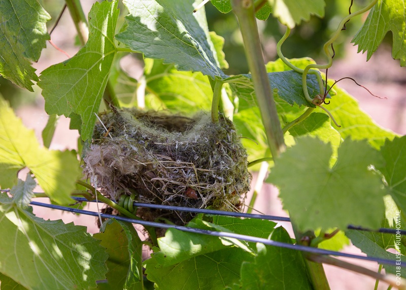 Bird nest discoveries are becoming common on Three Feathers vineyard.