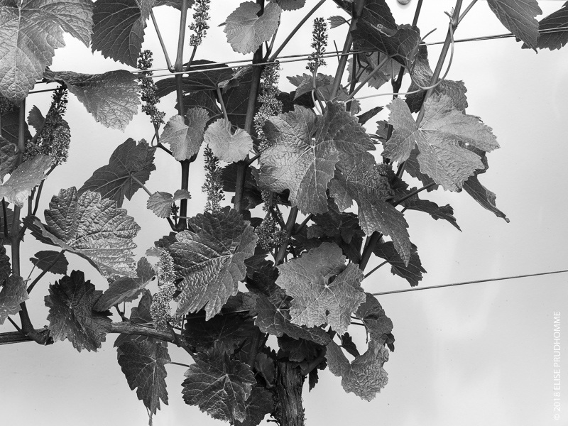 Bloom on vines at Three Feathers Estate & Vineyard