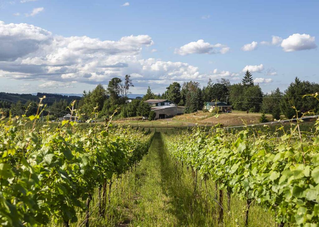 A 2022 Vintage Tale - How Beautifully Blue The Sky.  Three Feathers Wines & Vineyard News, 2022 Seasonal Wine Almanac, Growing Pinot Noir on Chehalem Mountains