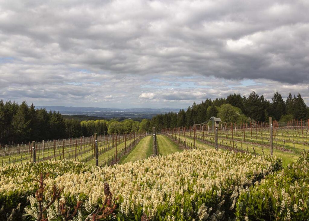 View from over Torio Vineyard and blooming laurel hedge.