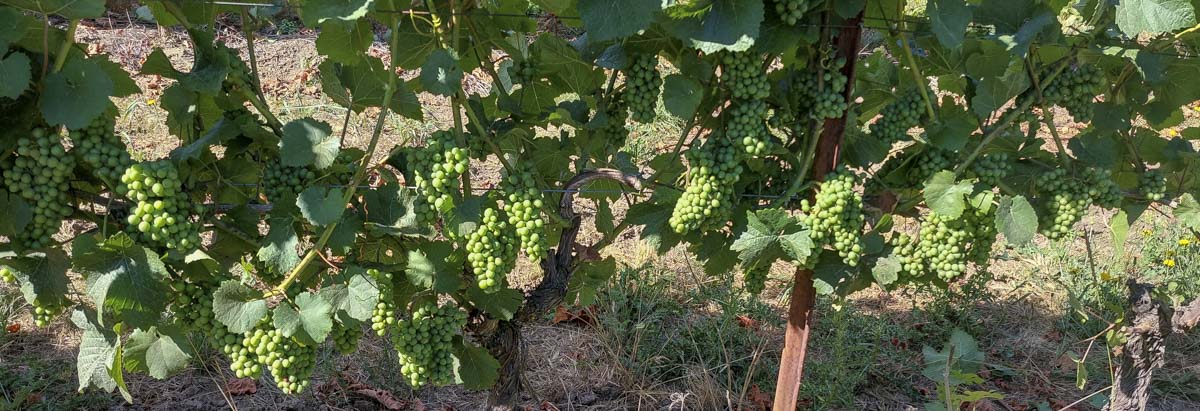 Grape clusters that have been de-leafed for optimum ripening and disease prevention